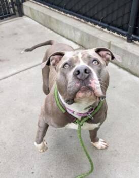 Chrome -  Pit Bull Terrier and Mixed Breed Dog for Adoption in Bellevue, Washington - Chrome | PetCurious