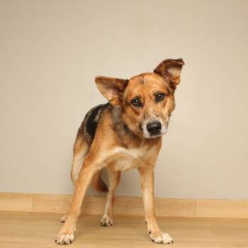 Wolfie D71092 -  Australian Shepherd and None Dog for Adoption in Minnetonka, Minnesota - Wolfie D71092 | PetCurious