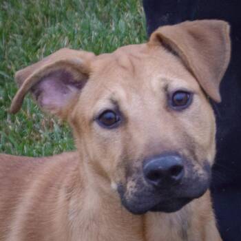 Rescue German Shepherd Dog and Black Mouth Cur Dogs for Adoption in Huntley, Illinois - Happy | PetCurious
