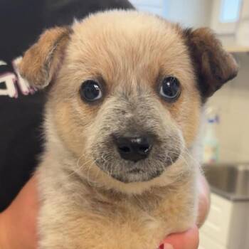 Jameson -  Australian Cattle Dog Blue Heeler and Mixed Breed Dog for Adoption in Normal, Illinois - Jameson | PetCurious