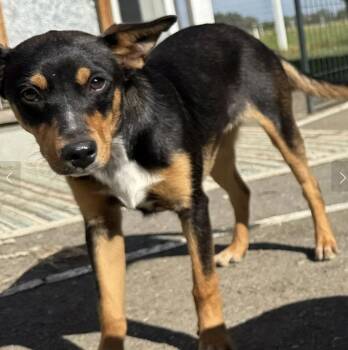 Cattle Dog Dogs Available for Adoption - Molly | PetCurious
