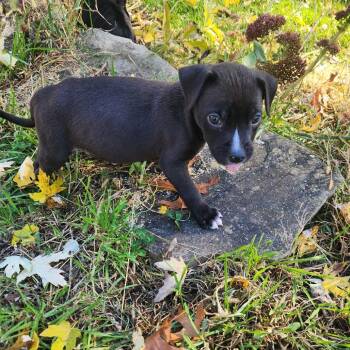 Bianca -  Mixed Breed Dog for Adoption in Madison, Wisconsin - Bianca | PetCurious