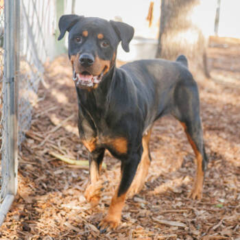 Rescue Rottweiler and Mixed Breed Dogs for Adoption in Largo, Florida - Penny | PetCurious