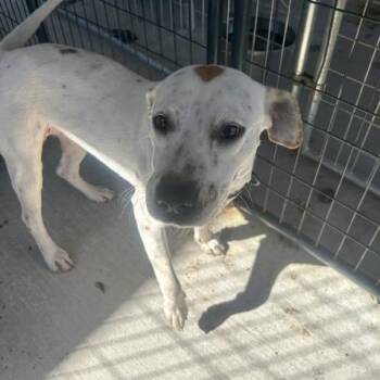 Harper -  Pit Bull Terrier and Mixed Breed Dog for Adoption in Marble, North Carolina - Harper | PetCurious