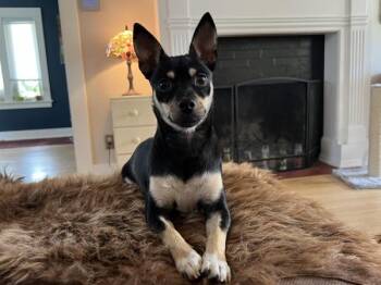 Elvira -  Chihuahua and Mixed Breed Dog for Adoption in Portland, Oregon - Elvira | PetCurious