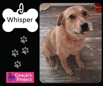 Australian Cattle Dog Blue Heeler Dogs Available for Adoption in Canyon, Texas - Whisper | PetCurious