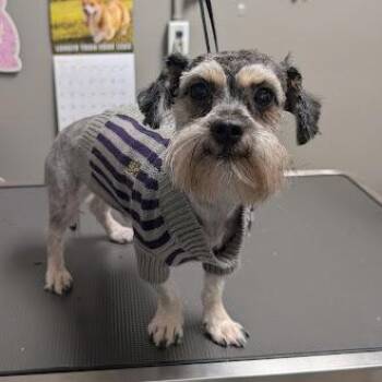 Terrier Dogs Available for Adoption in Las Vegas, Nevada - ROBERT SMITH | PetCurious