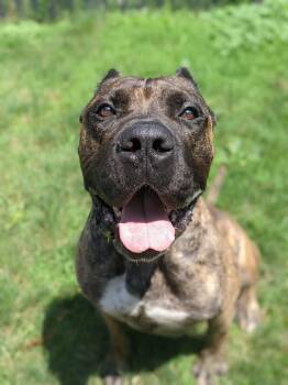Cesar -  Presa Canario Dog for Adoption in Buffalo, New York - Cesar | PetCurious