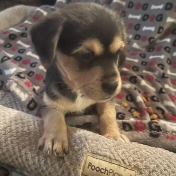 Terrier Dogs Available for Adoption in Gainesville, Virginia - Cove | PetCurious