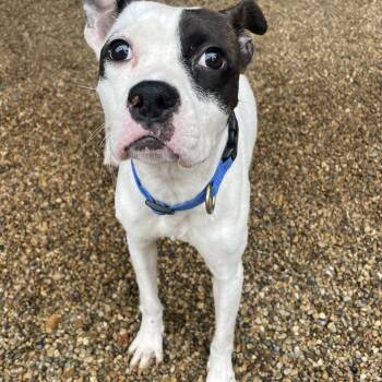 Oreo Patches -  Mixed Breed Dog for Adoption in Lacon, Illinois - Oreo Patches | PetCurious
