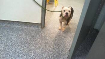A1268709 -  Pit Bull Terrier and Mixed Breed Dog for Adoption in Charlotte, North Carolina - A1268709 | PetCurious