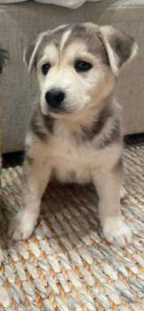 Anna -  Husky Dog for Adoption in Woodstock, Ontario - Anna | PetCurious
