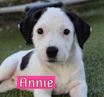 Annie -  Dalmatian Dog for Adoption in Southlake, Texas - Annie | PetCurious