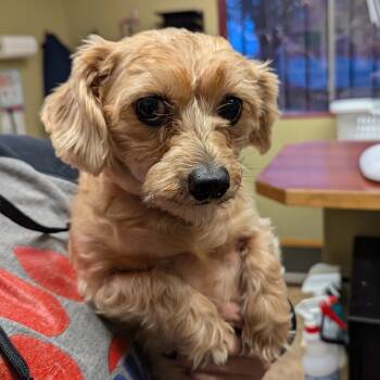 Rescue Dachshund Dogs for Adoption in Aberdeen, Washington - Pajamas (PJ) | PetCurious