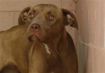 TAMIKA -  Mixed Breed Dog for Adoption in Columbia, South Carolina - TAMIKA | PetCurious