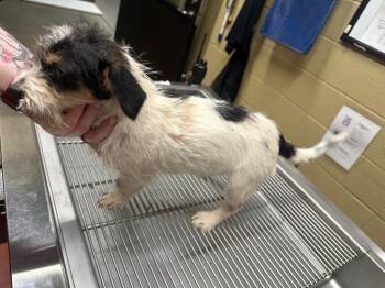 Chihuahua Dogs Available for Adoption in Douglasville, Georgia - Daisey | PetCurious