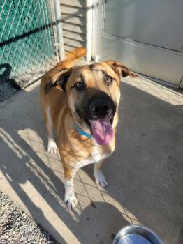 Hash -  Shepherd Dog for Adoption in Lock Haven, Pennsylvania - Hash | PetCurious