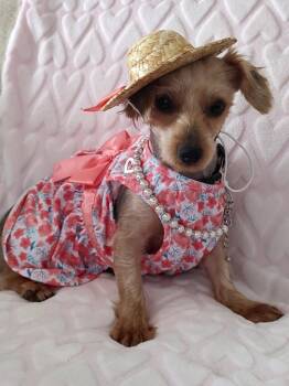 Mona Lisa -  Yorkshire Terrier and Dachshund Dog for Adoption in Mesa, Arizona - Mona Lisa | PetCurious