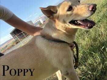 Poppy -  Mixed Breed Dog for Adoption in Craig, Colorado - Poppy | PetCurious
