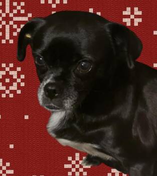 Rescue Pug Dogs for Adoption in Seward, Alaska - Pugly | PetCurious