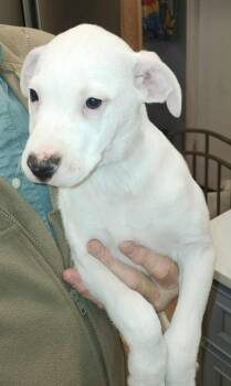 Labrador Retriever and Terrier Dogs Available for Adoption in Augusta, Georgia - Brian | PetCurious