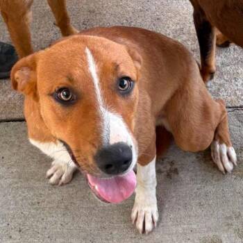 Spencer - SH 7/22 -  Mixed Breed Dog for Adoption in Huntington, West Virginia - Spencer - SH 7/22 | PetCurious