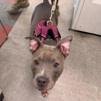 Daisylady -  Pit Bull Terrier Dog for Adoption in Philadelphia, Pennsylvania - Daisylady | PetCurious