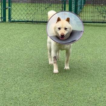 Shiba Inu Dogs Available for Adoption in Loxahatchee Groves, Florida - Sweet William 7889 | PetCurious