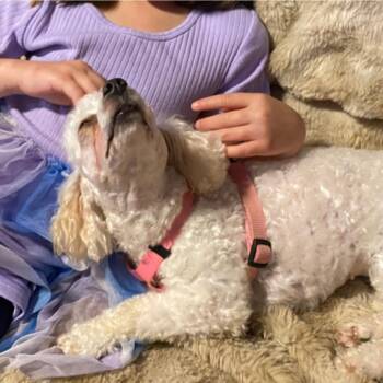Miniature Poodle Dogs Available for Adoption in Baton Rouge, Louisiana - Peaches | PetCurious