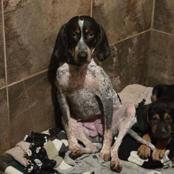 Kari -  Bluetick Coonhound Dog for Adoption in Glenfield, New York - Kari | PetCurious