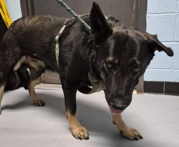 Ic-02 -  Shepherd Dog for Adoption in Lawrenceville, Georgia - Ic-02 | PetCurious