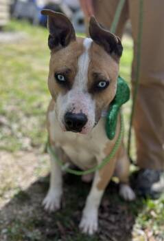 Husky Dogs Available for Adoption - Merlin | PetCurious