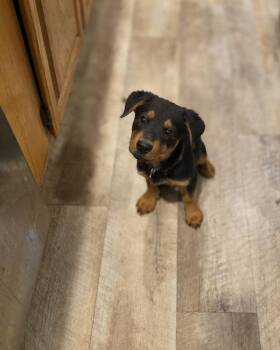 Mixed Breed Dogs Available for Adoption in New London, Wisconsin - Phoenix | PetCurious