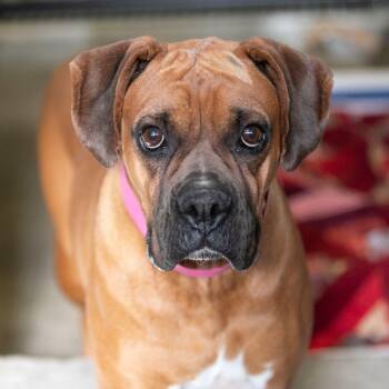 Rescue Boxer Dogs for Adoption in Peyton, Colorado - Zoey (OT25-69) | PetCurious