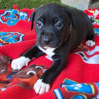 Rescue Jack Russell Terrier and Mixed Breed Dogs for Adoption in Loxahatchee Groves, Florida - VESPER 5171 | PetCurious