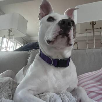 Bull Terrier Dogs Available for Adoption - Ellie | PetCurious