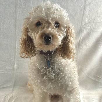 Poodle Dogs Available for Adoption - Cindy | PetCurious