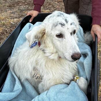 Cloud -  Great Pyrenees and Mixed Breed Dog for Adoption in Austin, Texas - Cloud | PetCurious