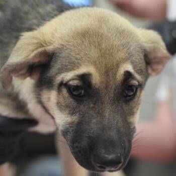 Mia -  Shepherd Dog for Adoption in Portland, Oregon - Mia | PetCurious