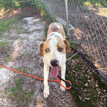 Dill -  Catahoula Leopard Dog and Mixed Breed Dog for Adoption in Port Richey, Florida - Dill | PetCurious
