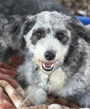 Paisley -  Goldendoodle Dog for Adoption in Larkfield-wikiup, California - Paisley | PetCurious