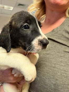Chucky - Halloween Litter -  Anatolian Shepherd and Hound Dog for Adoption in Holly Springs, North Carolina - Chucky - Halloween Litter | PetCurious