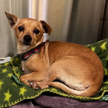AAD New Arrival!  Lupita - 26141 -  Chihuahua Dog for Adoption in Armonk, New York - AAD New Arrival!  Lupita - 26141 | PetCurious