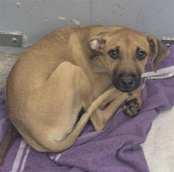 A2085897 -  Staffordshire Bull Terrier and Mixed Breed Dog for Adoption in Houston, Texas - A2085897 | PetCurious
