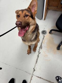 German Shepherd Dog Dogs Available for Adoption in Findlay, Ohio - Rodeo | PetCurious