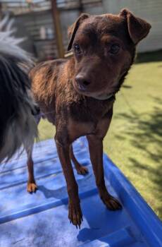Miniature Pinscher and Dachshund Dogs Available for Adoption in Ramona, California - Feller | PetCurious