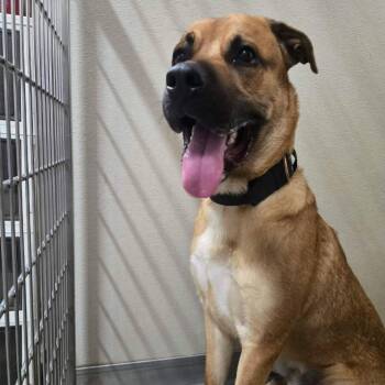 Teddy -  German Shepherd Dog and Mixed Breed Dog for Adoption in Park Falls, Wisconsin - Teddy | PetCurious