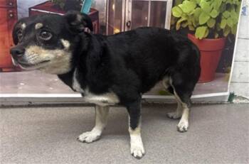 Chihuahua Dogs Available for Adoption in San Bernardino, California - BROOKE | PetCurious