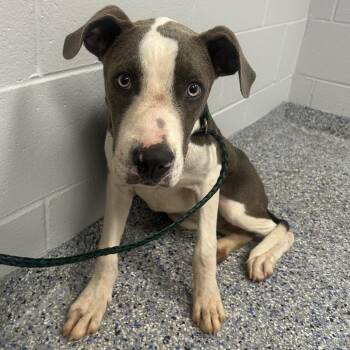 Gizmo -  Mixed Breed Dog for Adoption in Greenville, South Carolina - Gizmo | PetCurious