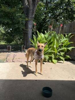 Akira -  Mixed Breed and German Shepherd Dog Dog for Adoption in Austin, Texas - Akira | PetCurious